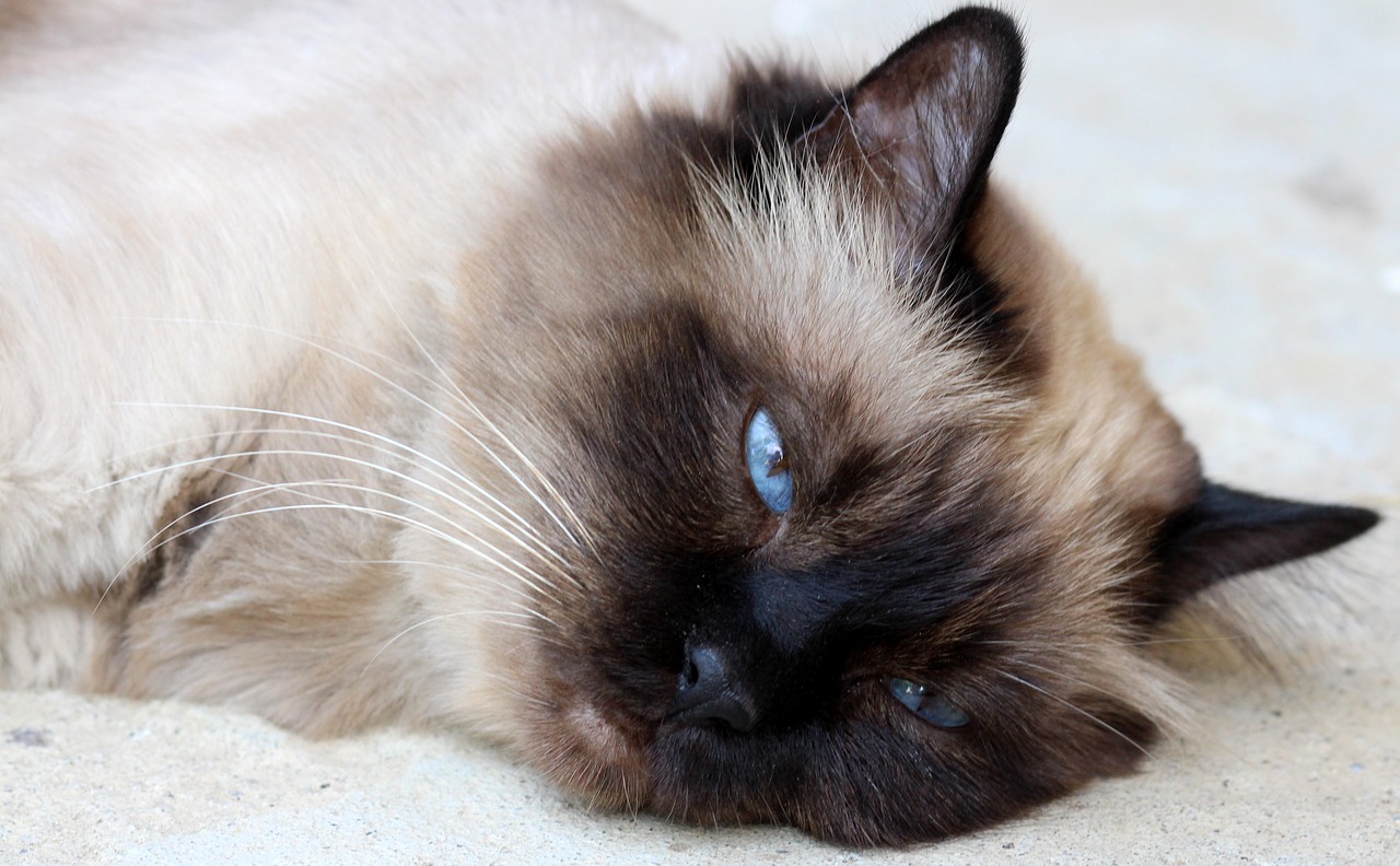 The Playful Nature of the Burmese Cat